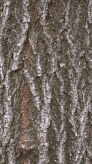 Obraz premium Bark of tree. Seamless tree bark background. Brown texture of the old tree.