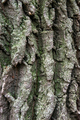 Tree bark texture. natural background. Tree bark texture full frame in nature. Texture shot of brown tree bark, filling the frame.