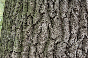 The texture of the bark of an old tree with green moss. Textured wood texture for design. Natural pattern