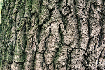Rough texture of old tree with green moss. Tree Bark Background with diagonal and vertical lines