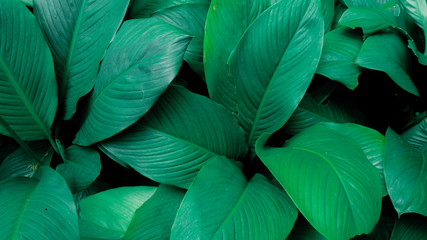Creative tropical green leaves layout. Concept : Green leaves pattern background / Nature spring.