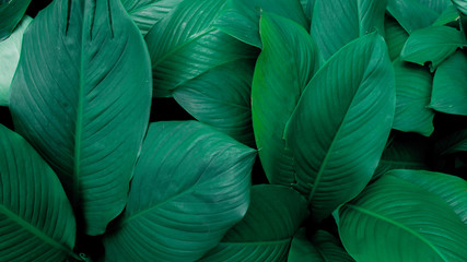 Creative tropical green leaves layout. Concept : Green leaves pattern background / Nature spring.