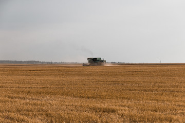 Fototapeta premium harvester working in the field. Removes wheat from the fields