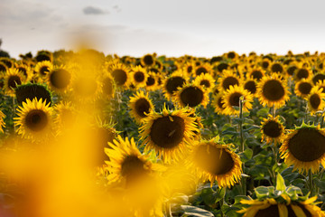 colorful field of sunflowers in the Ryazan region