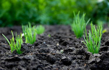 Sprout onion, black earth, green grass Russia