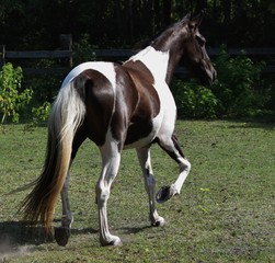 Naklejka na ściany i meble beautiful black and white paint horse