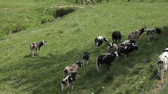Four-horned black and white sheep known as the biblical race of Jacob's sheep (Ovis ammon f. aries) grazing and resting.