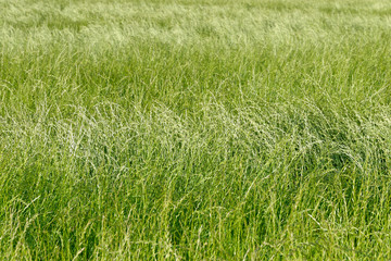 ausdauerndes Weidelgras