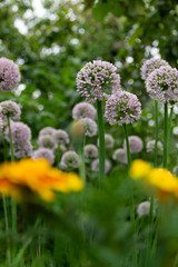 Close-up photo of purple alliums blossom. Flowering decorative bow. Shallow DOF