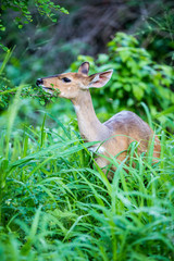 A female Nyala standing in the tall green grass while eating some leaves.