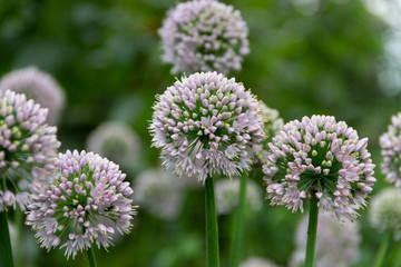 Close-up photo of purple alliums blossom. Flowering decorative bow. Shallow DOF