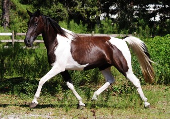 Obraz na płótnie Canvas black and white paint mare trotting