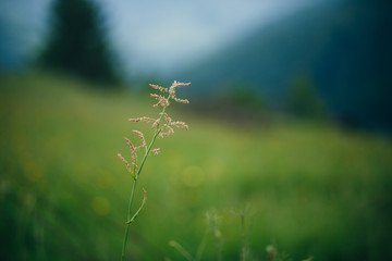 wild grass