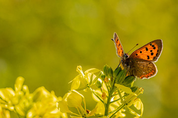 Obraz premium Nature