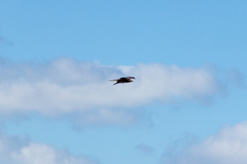 An adult red-tailed hawk flies on a bright blue sky day