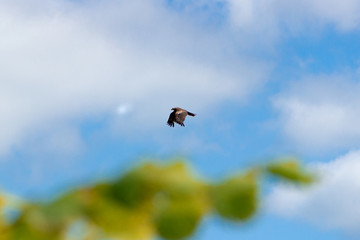 An adult red-tailed hawk flies on a bright blue sky day