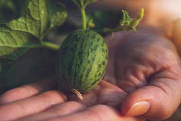 Farmer Hand holding Growing young small watermelon plant in the garden, close-up. Farming and agriculture concept. small watermelon in hand.
