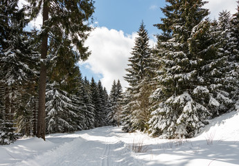 Ski-Loipe im Thüringer Wald bei Oberhof