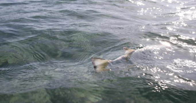 sea bass fish dead floating in surface of ocean water 