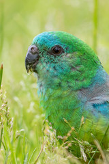 Red-rumped Parrot in Australia