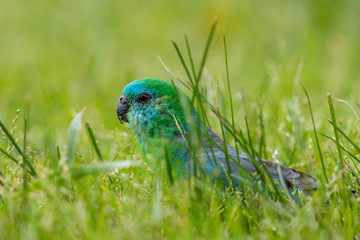 Red-rumped Parrot in Australia