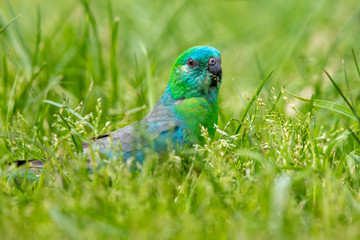 Red-rumped Parrot in Australia