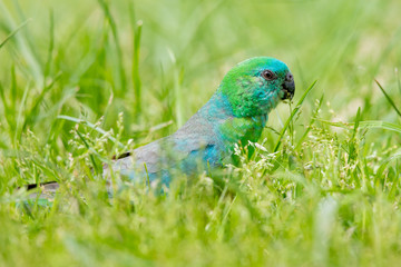 Red-rumped Parrot in Australia