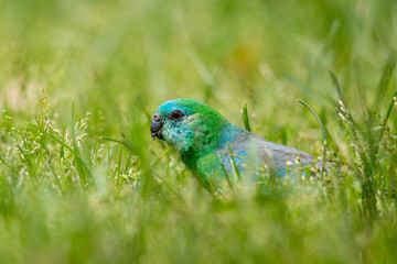Red-rumped Parrot in Australia