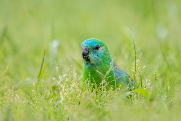 Red-rumped Parrot in Australia