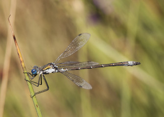 Lestes dryas emerald spreadwing scarce emerald damselfly and robust spreadwin lovely blue-eyed insect perched on a stick