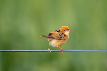 Golden-headed Cisticola in Australia