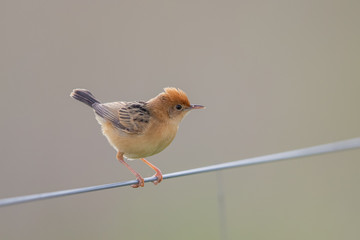 Golden-headed Cisticola in Australia