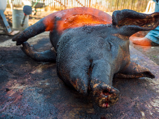 ASF. African swine fever. Processing carcasses of pigs from burner to black. process of cutting carcasses of pigs for consumption. peasant pig farm. Manual labor. Organic food. Compound in village