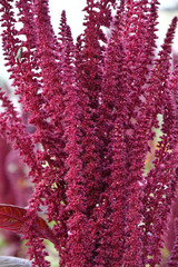Amaranth flower in the summer garden