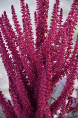 Amaranth flower in the summer garden