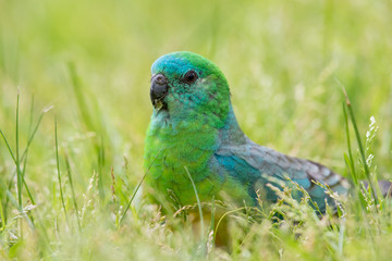 Red-rumped Parrot in Australia
