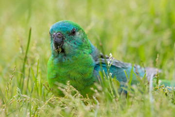 Red-rumped Parrot in Australia