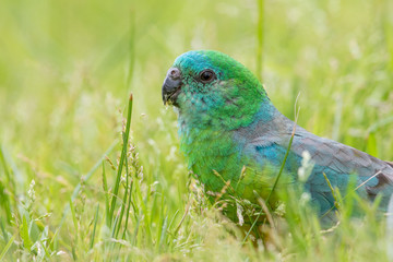 Red-rumped Parrot in Australia