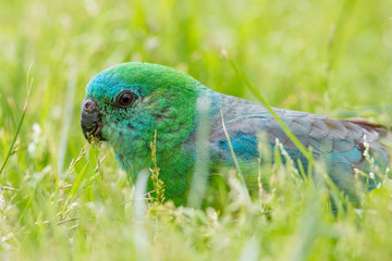 Red-rumped Parrot in Australia