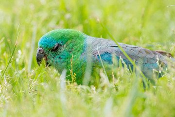 Red-rumped Parrot in Australia