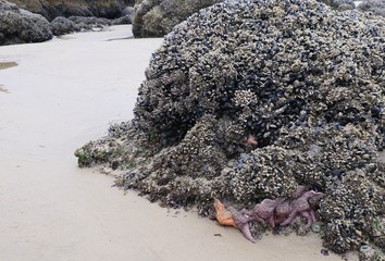 Oregon Coast Low Tide