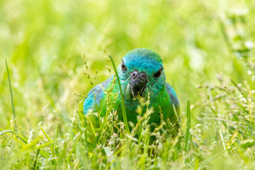 Red-rumped Parrot in Australia