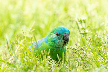 Red-rumped Parrot in Australia