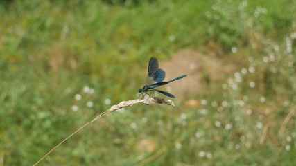 A river dragonfly sits on a spikelet with its wings spread.