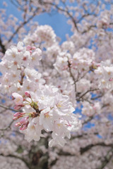 closeup cherry blossoms on blue sky background