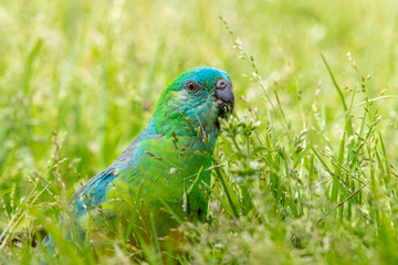 Red-rumped Parrot in Australia