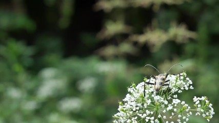 Beetle on a white beautiful flower.
