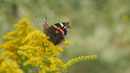 Butterfly Admiral eats nectar on a yellow flower.
