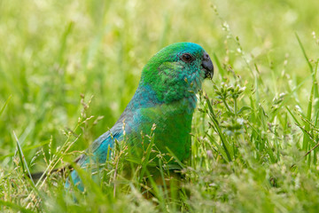 Red-rumped Parrot in Australia