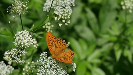 Butterfly on a white beautiful flower.